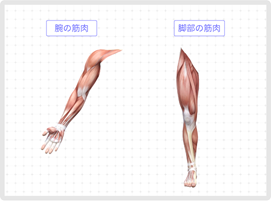 筋肉の性質を理解し、運動療法に活かそう