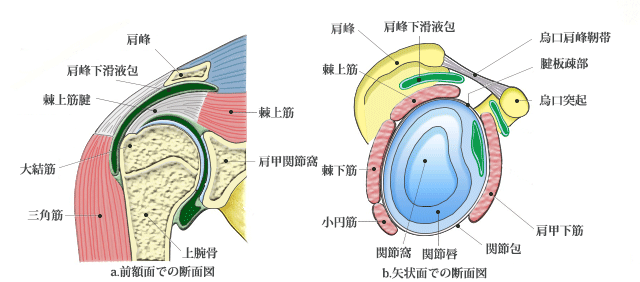 肩関節のしくみ