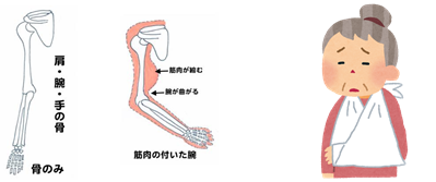 筋肉は必要不可欠なもの