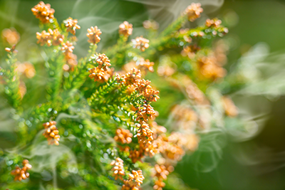 大人の食物アレルギー ∼花粉-食物アレルギー症候群(PFAS)∼とは？