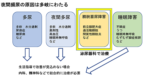 夜間頻尿の原因