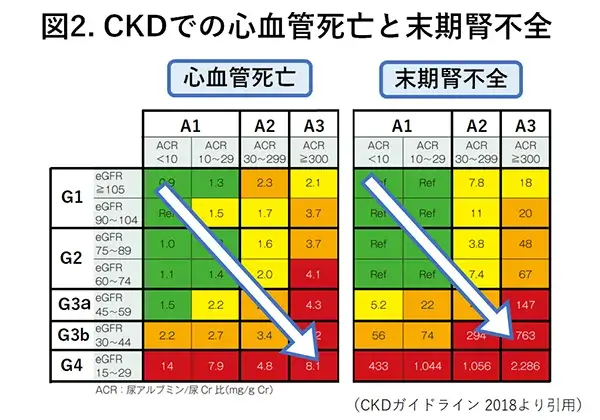 CKDでの心血管死亡と末期腎不全