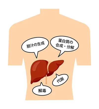 肝臓という沈黙の臓器イメージ