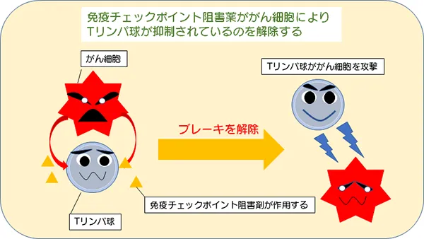 がん細胞と免疫治療のイメージ