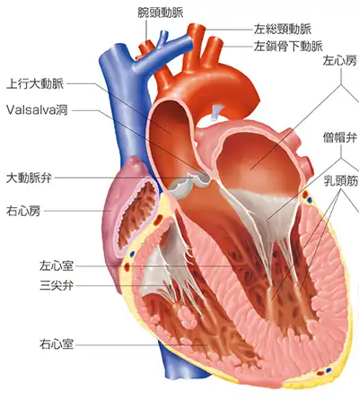 心臓の構造について