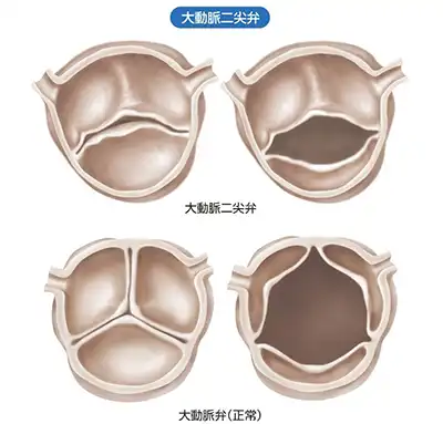 心臓の構造について