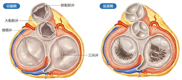 心臓の構造について