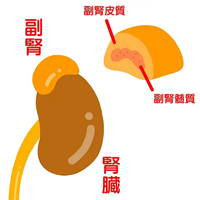 中性脂肪が低い場合【後編】