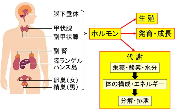 ホルモンと代謝の関係イメージ