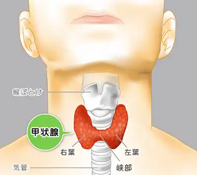 甲状腺のイメージ