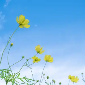 不妊治療に必要な栄養素