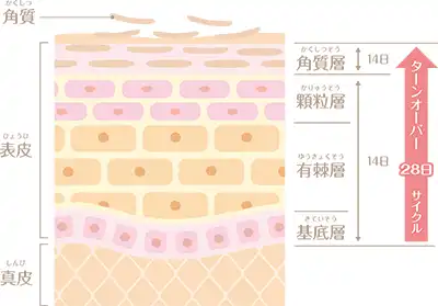 ターンオーバー