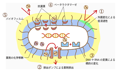 今後増加が懸念される耐性菌