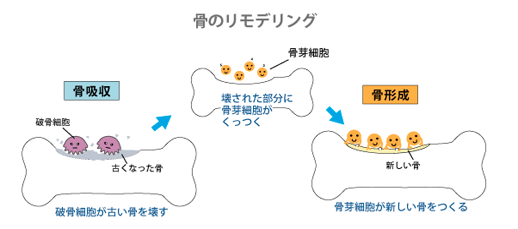 骨リモデリング