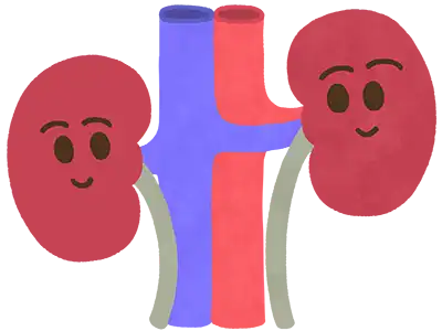 腎臓イメージ