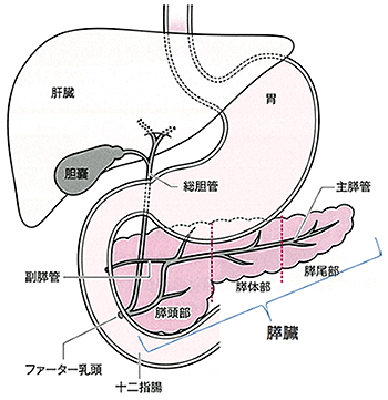 胆・膵
