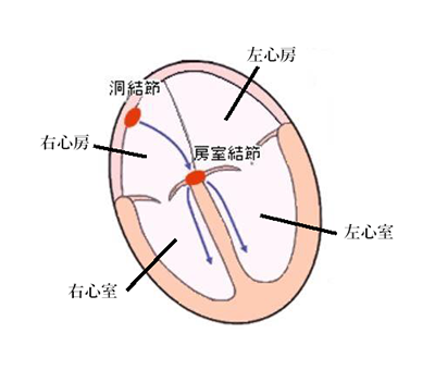 図1 心臓の電気活動と収縮