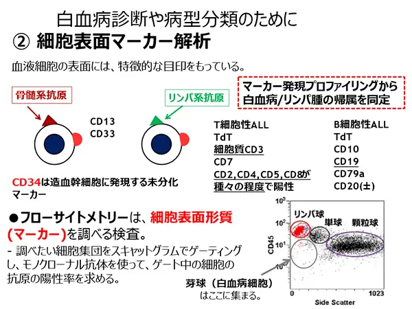 白血病診断や病型分類のために ②細胞表面マーカー解析