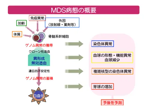 骨髄異形成症候群とは