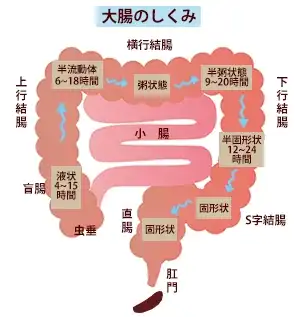大腸のしくみ