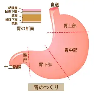 胃の作りイメージ