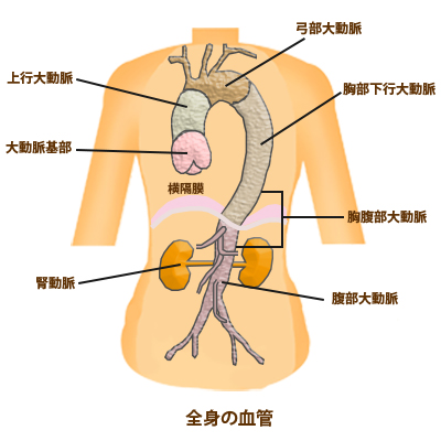 全身の血管