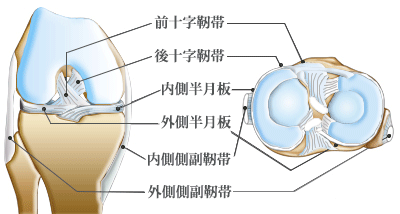 膝の構造