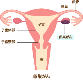 人体骨図