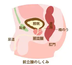 前立腺のしくみ