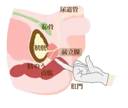 直腸診イラスト