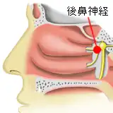 後鼻神経