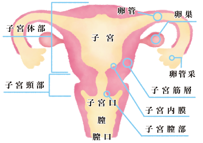 子宮頸がん