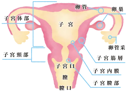 子宮頸がん
