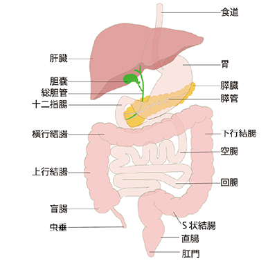 図１.　検診PET-CT 膵体部にFDGの集積（矢印）を認める