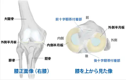 膝の正面像と膝を上から見た像