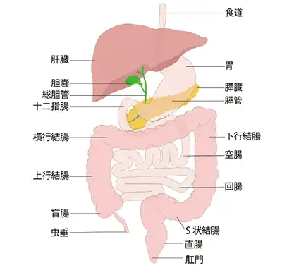 消化器官のイラスト